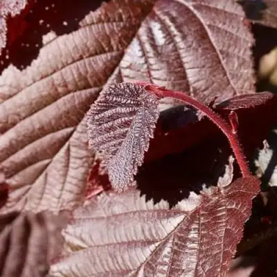 Фундук СИРЕНА в Гомеле