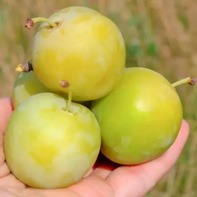 Слива РЕНКЛОД ранний в Гомеле