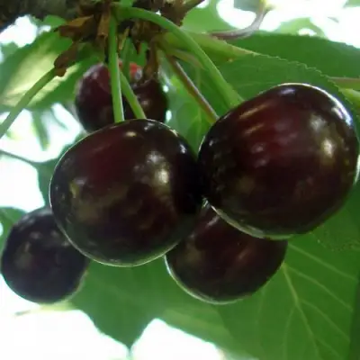 Дюк КСЕНИЯ (ЧЕРЕВИШНЯ) в Гомеле