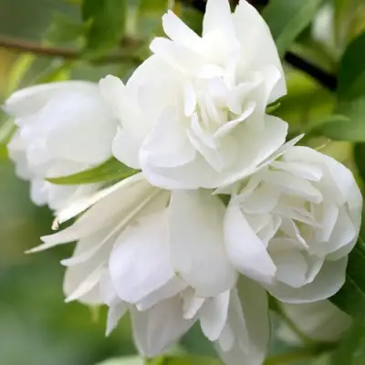 Жасмин МАНТО Д’ЭРМИН в Гомеле