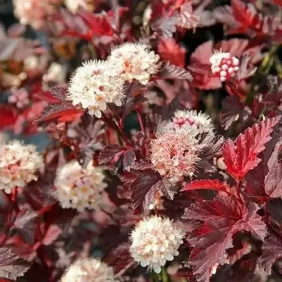 саженцы пузыреплодника леди ин ред