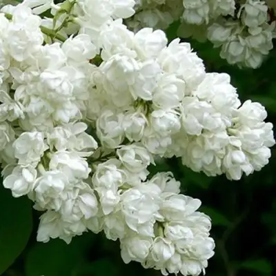 Сирень ПАМЯТЬ О КОЛЕСНИКОВЕ в Гомеле