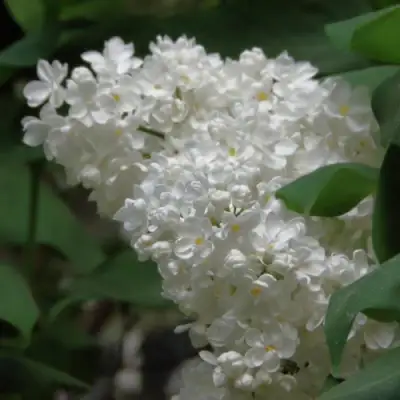 Сирень РУССКИЙ СЕВЕР в Гомеле