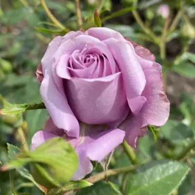 Роза БИЛОНА спрей в Гомеле