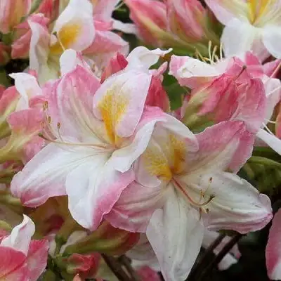 Азалия САТОМИ японская в Гомеле