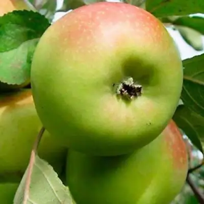 Яблоня БРАТ ЧУДНОГО стелющаяся в Гомеле