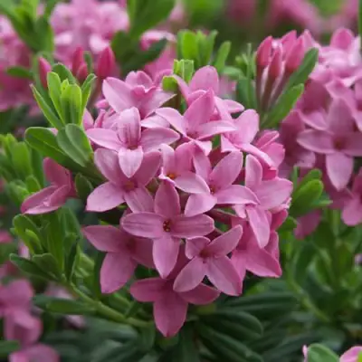 Волчеягодник КОЛЛИНА ГАРАЛЕНС в Гомеле