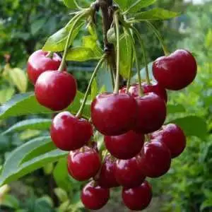 Дюк ФАКЕЛ в Гомеле