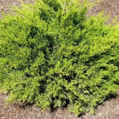 Можжевельник ИЗАБЕЛИН китайский в Гомеле