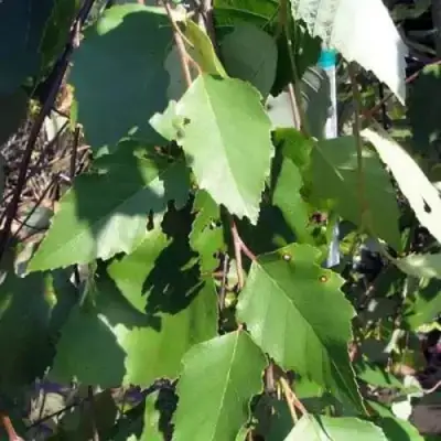 Береза САММЕР КАСКАД черная в Гомеле