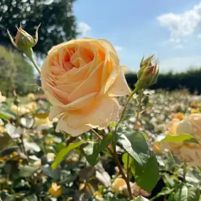 Роза КЕНДЛАЙТ чайно-гибридная в Гомеле