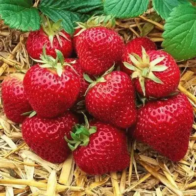 Клубника ХОНЕЙ в Гомеле