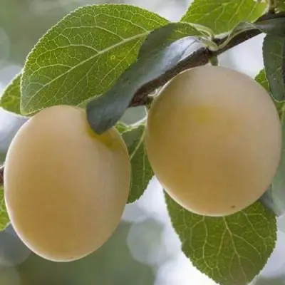 Слива УТРО в Гомеле