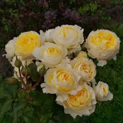 Роза БЕАТРИС английская в Гомеле