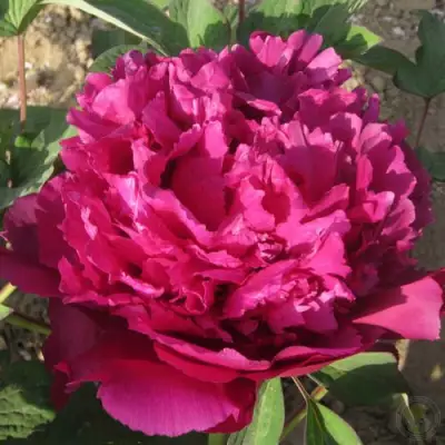 Пион ТАЙНАЯ СТРАСТЬ древовидный в Гомеле