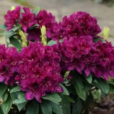 Рододендрон КАЛИ в Гомеле