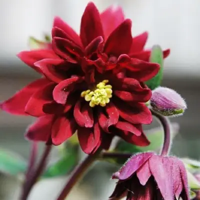 Аквилегия РУБИ ПОРТ обыкновенная в Гомеле