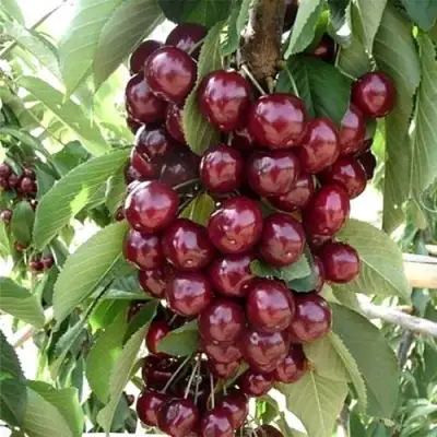 Черешня СИЛЬВИЯ колоновидная в Гомеле