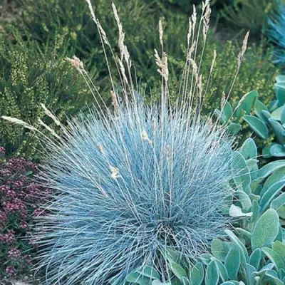 Овсяница АЙСФОГЕЛЬ сизая в Гомеле