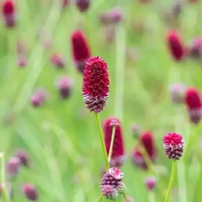 Кровохлебка БИТЛВИНГЗ в Гомеле