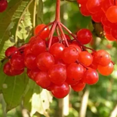 Калина ПАМЯТИ ВАЛЕНТИНЫ в Гомеле