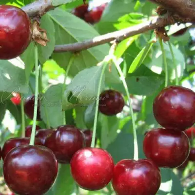 Дюк ИВАНОВНА в Гомеле