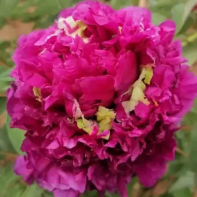 Пион ПОЛЕТ ЛАСТОЧКИ древовидный в Гомеле