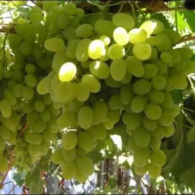 Виноград ИЛЬЯ  в Гомеле