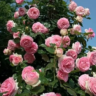 Роза ПЬЕР ДЕ РОНСАР плетистая в Гомеле