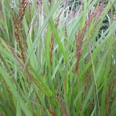 Просо ВЭРРИОР прутьевидное в Гомеле