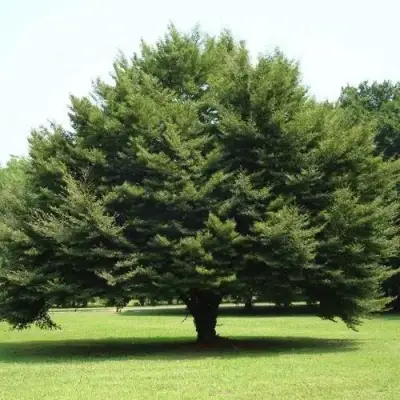 Бук обыкновенный в Гомеле