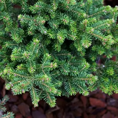 Ель ВИЛС ЦВЕРГ обыкновенная в Гомеле