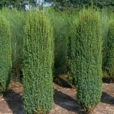 Можжевельник ХИБЕРНИКА обыкновенный  в Гомеле