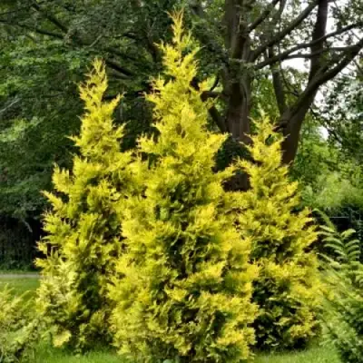 Туя ГОЛДЕН БРАБАНТ западная в Гомеле