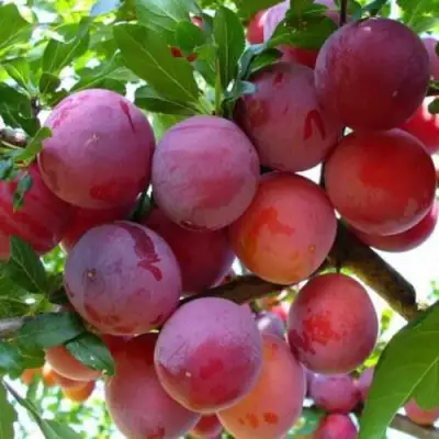 Слива НЕКТАРИННАЯ АРОМАТНАЯ в Гомеле