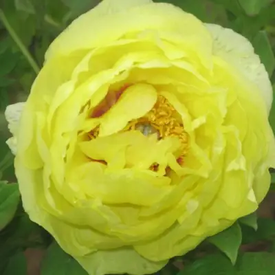 Пион ЗОЛОТО ПОДНЕБЕСНОЙ древовидный в Гомеле