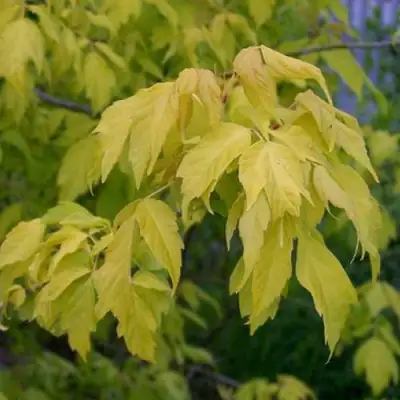 Клен ясенелистный в Гомеле