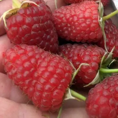 Малина ремонтантная Атлант