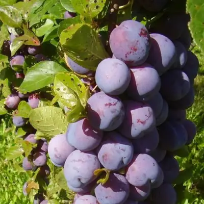 Слива НАГРАДА НЕМАНСКАЯ в Гомеле