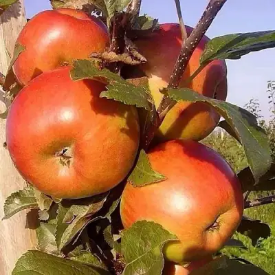 Яблоня ФРИДОМ в Гомеле