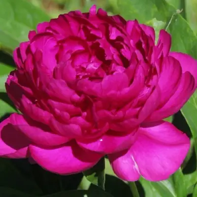 Пион БАРХАТ НОЧИ травянистый в Гомеле