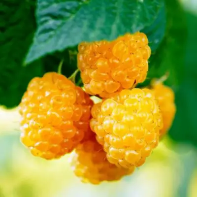 Малина МЕДОВАЯ в Гомеле