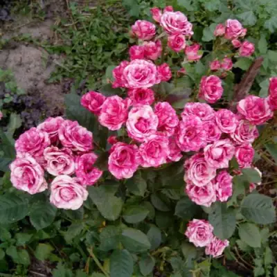 Роза ФЛЕШ ДАНС спрей в Гомеле