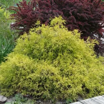 Кипарисовик ГОЛДЕН МОП горохоплодный в Гомеле