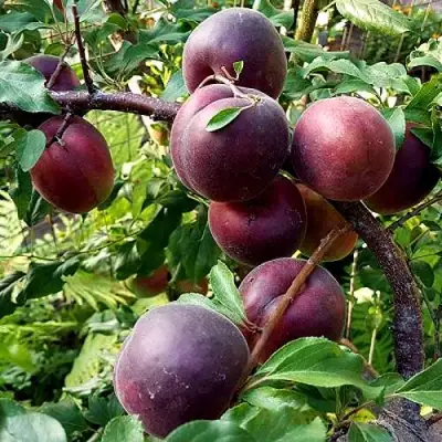 Шарафуга БЕЛЛА РОЯЛЬ в Гомеле