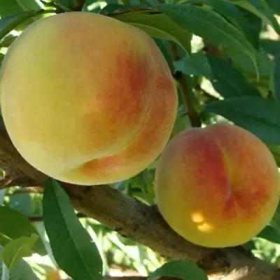 Персик ДОНЕЦКИЙ ЖЕЛТЫЙ в Гомеле