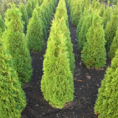Туя САННИ СМАРАГД западная  в Гомеле