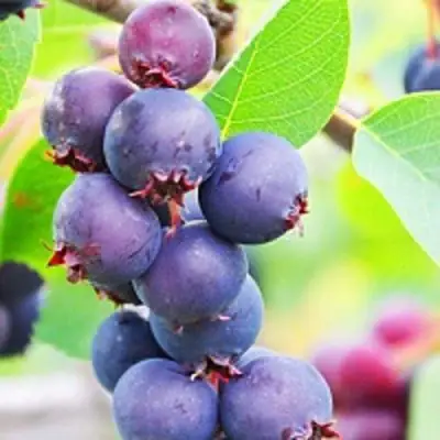 Ирга СМОУКИ в Гомеле