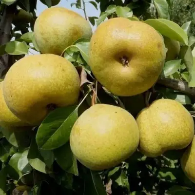 Груша ПЛАТОНОВСКАЯ в Гомеле