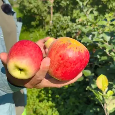 Яблоня БЛАГАЯ ВЕСТЬ в Гомеле